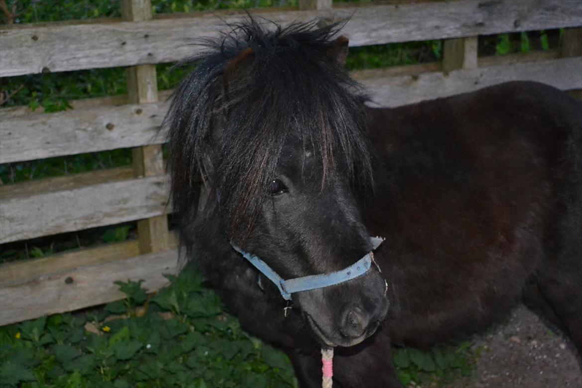 Shetlænder Dolf - se lige den smukke basse :D billede 3