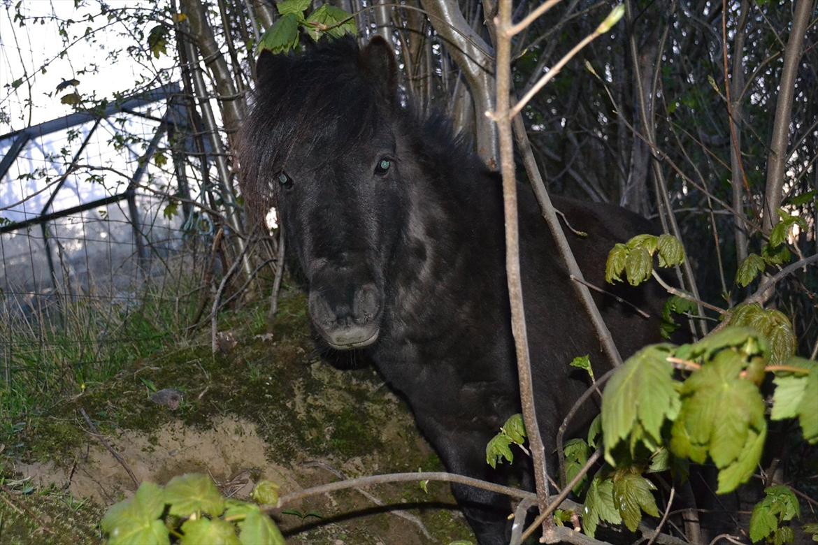 Shetlænder Dolf - jeg elsker det billede :D  billede 4