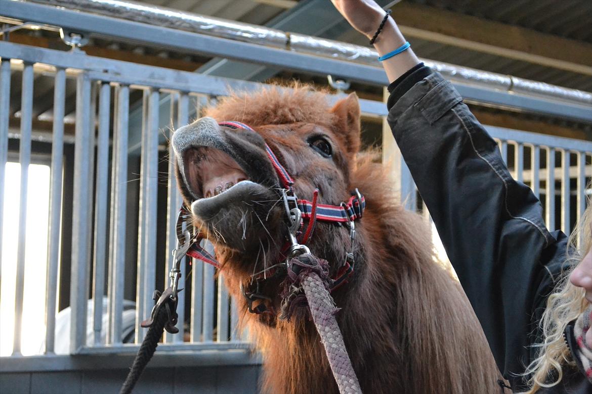 Islænder Sirius Fra Eyrarbakka - HeHe første trick. Også kaldet mule ;-) billede 1