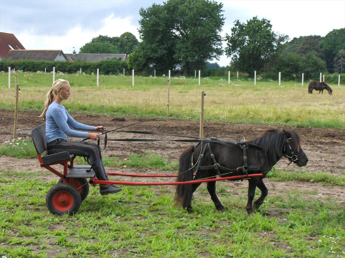 Shetlænder Dolf - første gang vi kørte med vognen! :) han var så dygtig! :D billede 5