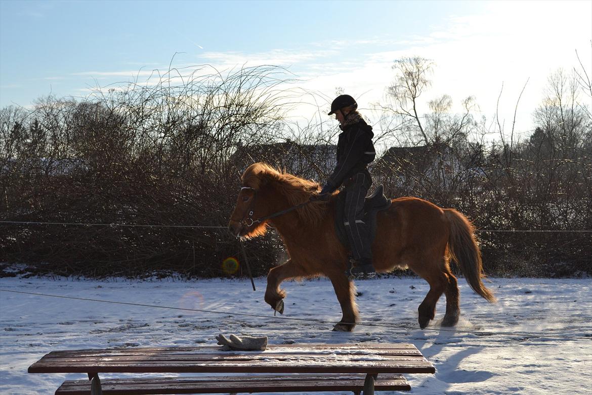Islænder Sirius Fra Eyrarbakka - Sirius Trav. 2010 billede 2