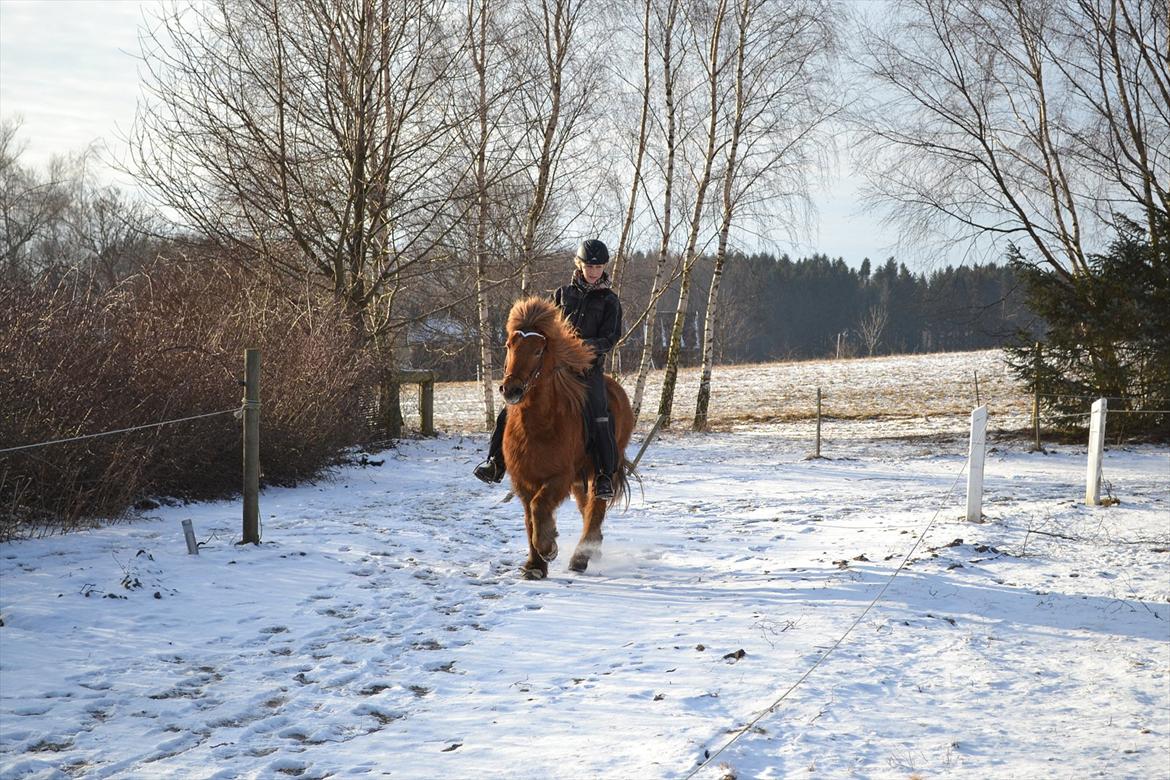 Islænder Sirius Fra Eyrarbakka - Tølt. med tiden når han får flere muskler bliver hans løft også større (2010) billede 3