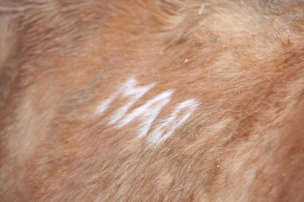 Islænder Sirius Fra Eyrarbakka - MA8 hans frysemærke  billede 4