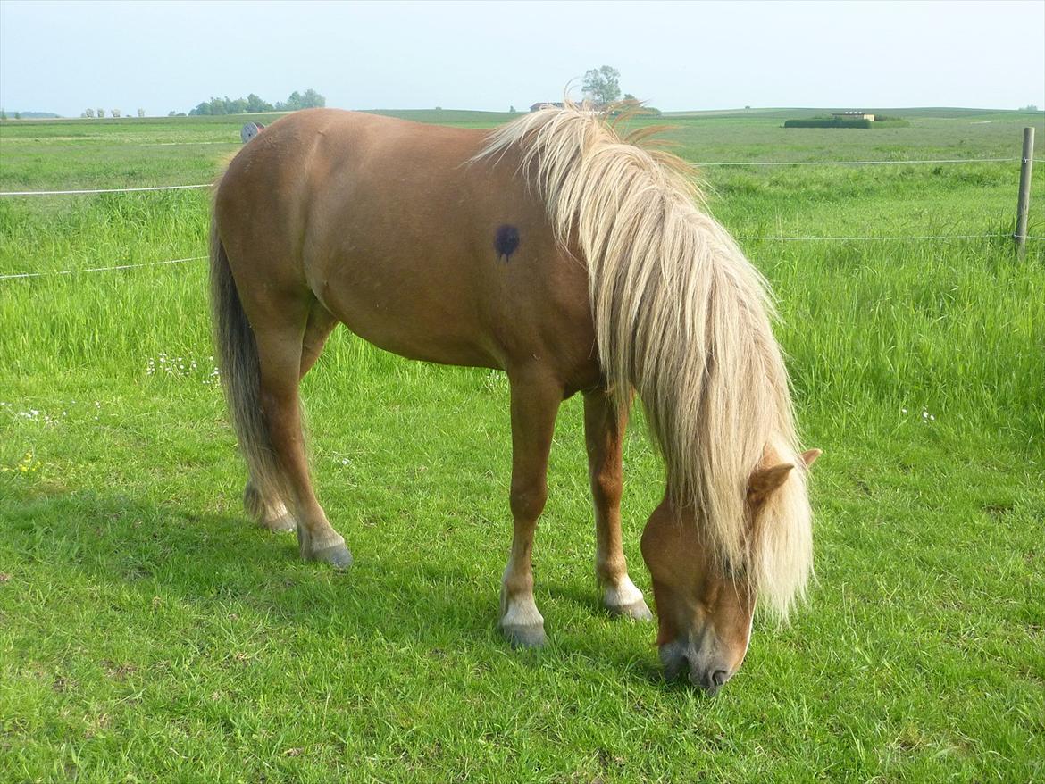 Islænder Vigdís f Skydebanegård R.I.P  billede 16