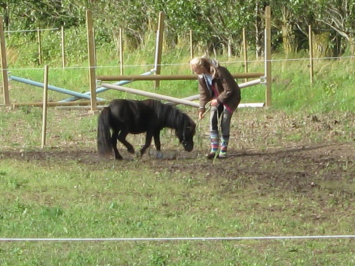 Shetlænder Dolf - vi træner med at gå i vand ;) hihi billede 6