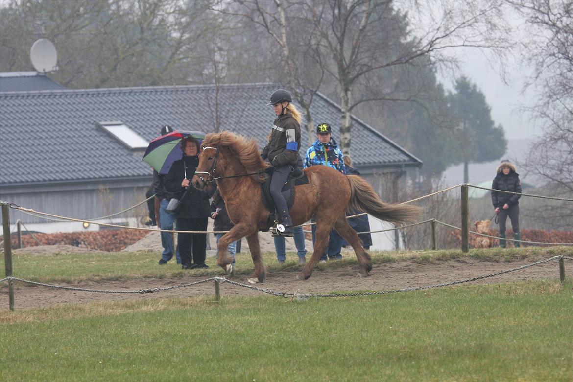 Islænder Sirius Fra Eyrarbakka - 6,5 for tølt.  billede 5