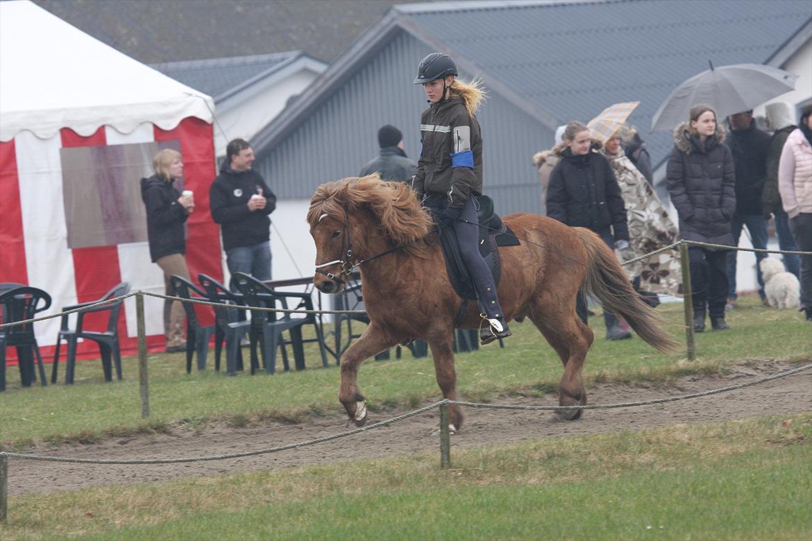 Islænder Sirius Fra Eyrarbakka - super lækker trav.  billede 6