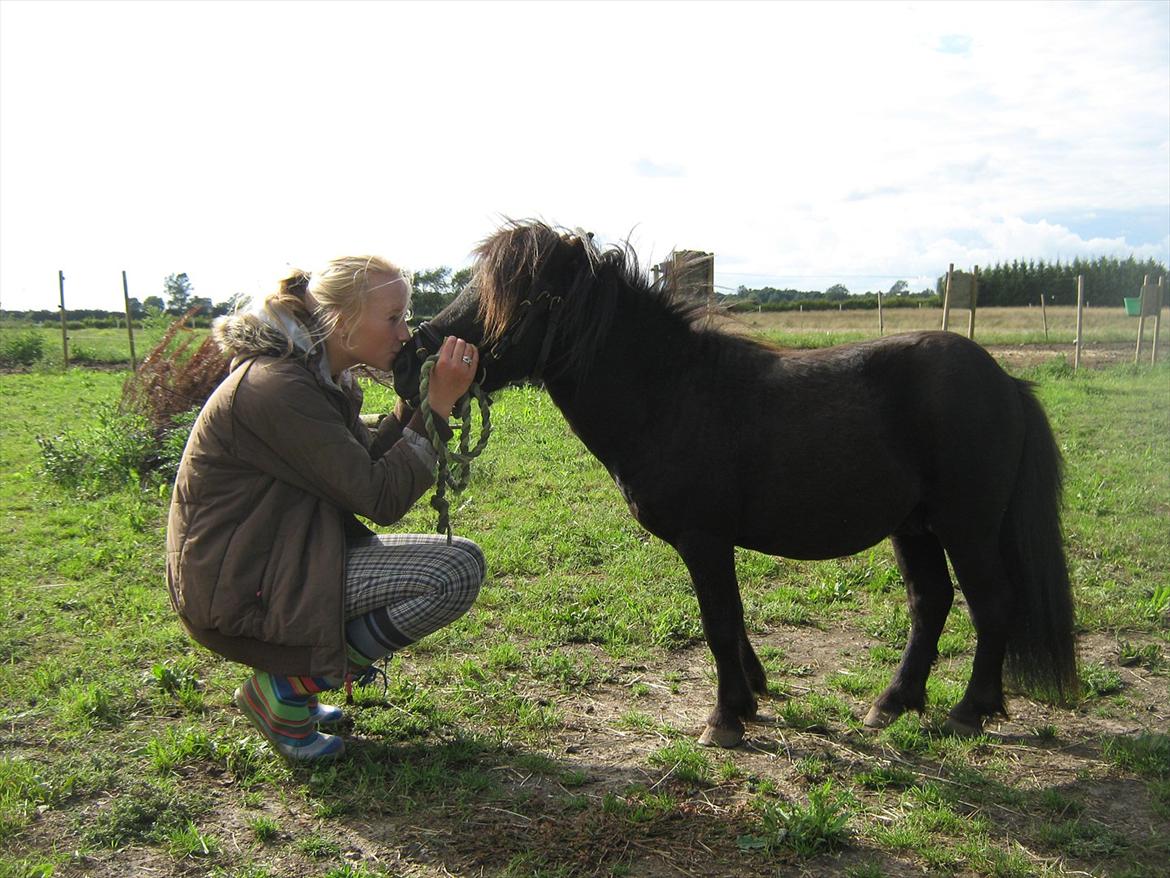 Shetlænder Dolf billede 7