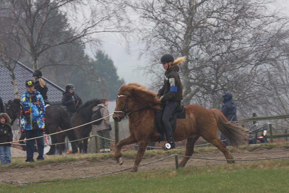 Islænder Sirius Fra Eyrarbakka - galop ..  billede 7