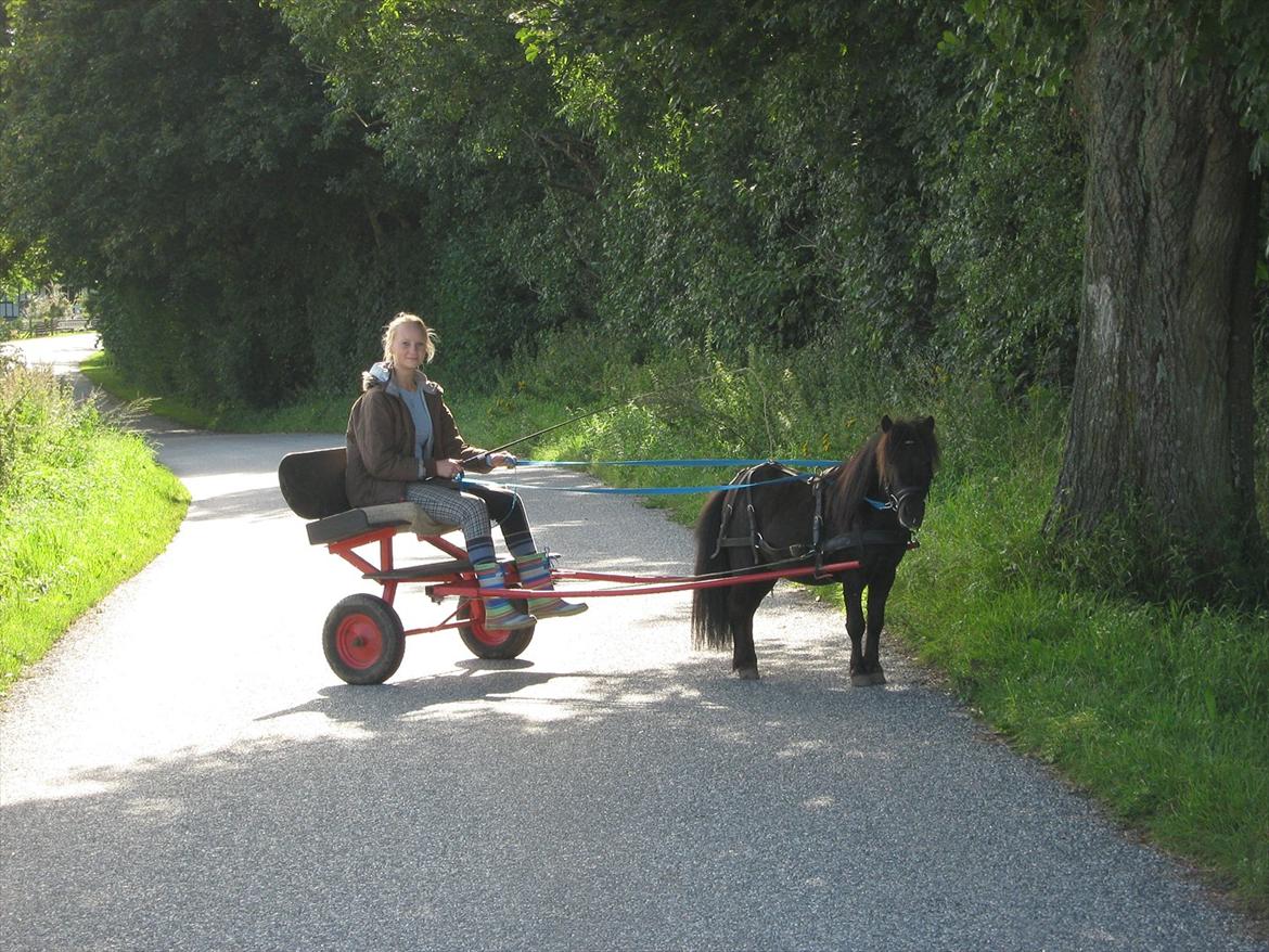 Shetlænder Dolf billede 11