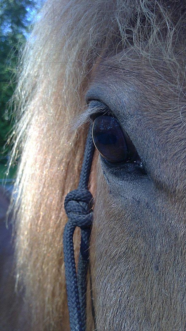 Islænder Sirius Fra Eyrarbakka - ugen efter jeg fik ham. lidt fotogen må man vel godt være ;-) billede 8