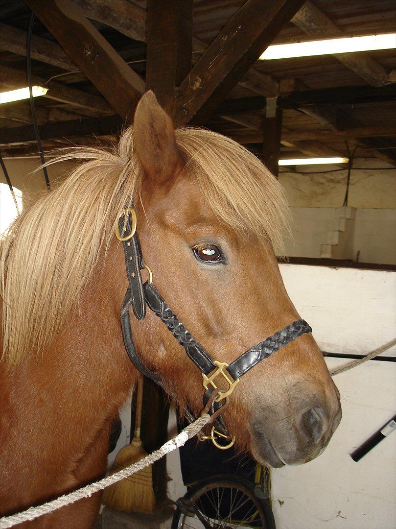 Islænder Sirius Fra Eyrarbakka - Oppe hos Magnus inden vi skulle hjem med ham :-* billede 9
