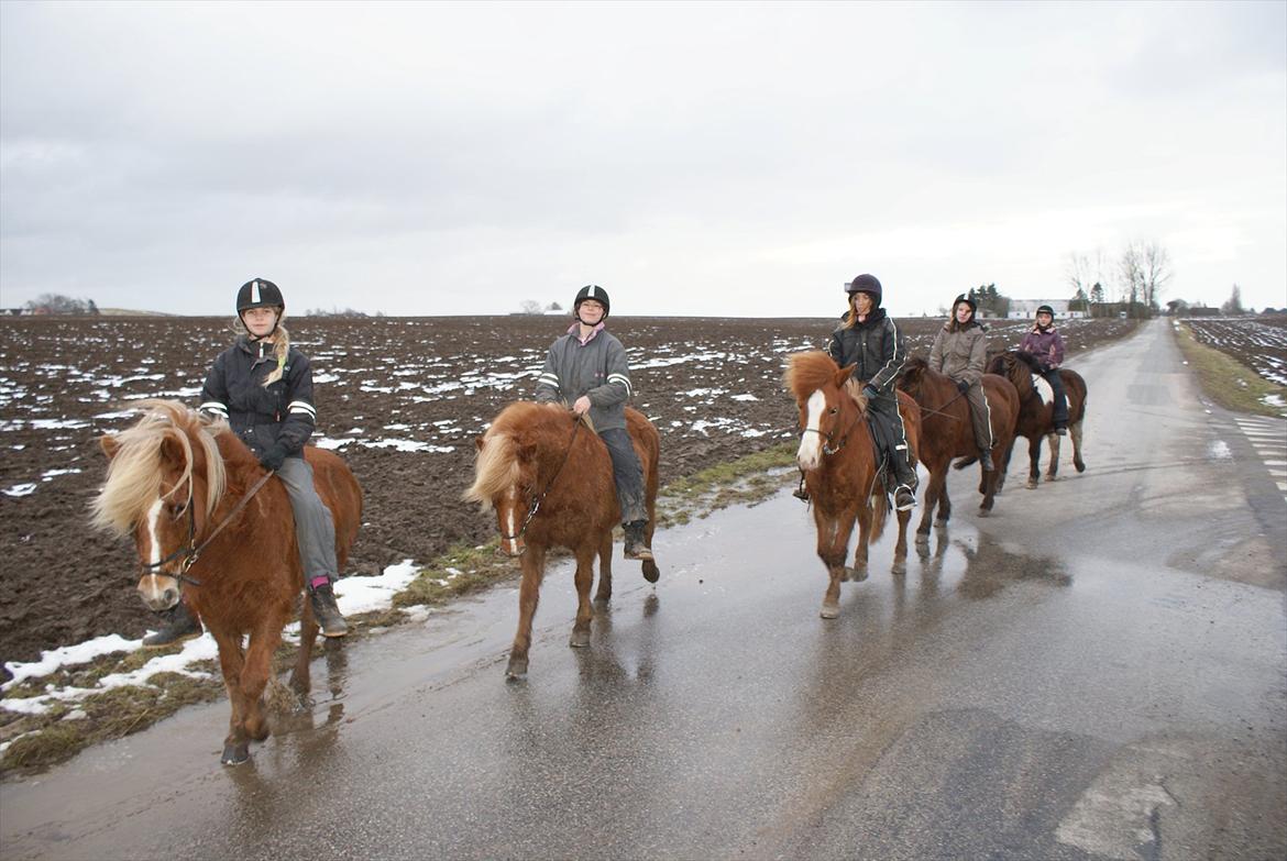 Islænder Vigdís f Skydebanegård R.I.P  billede 19