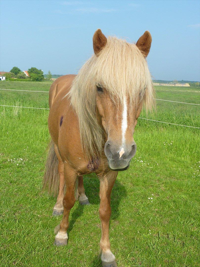 Islænder Vigdís f Skydebanegård R.I.P  billede 20