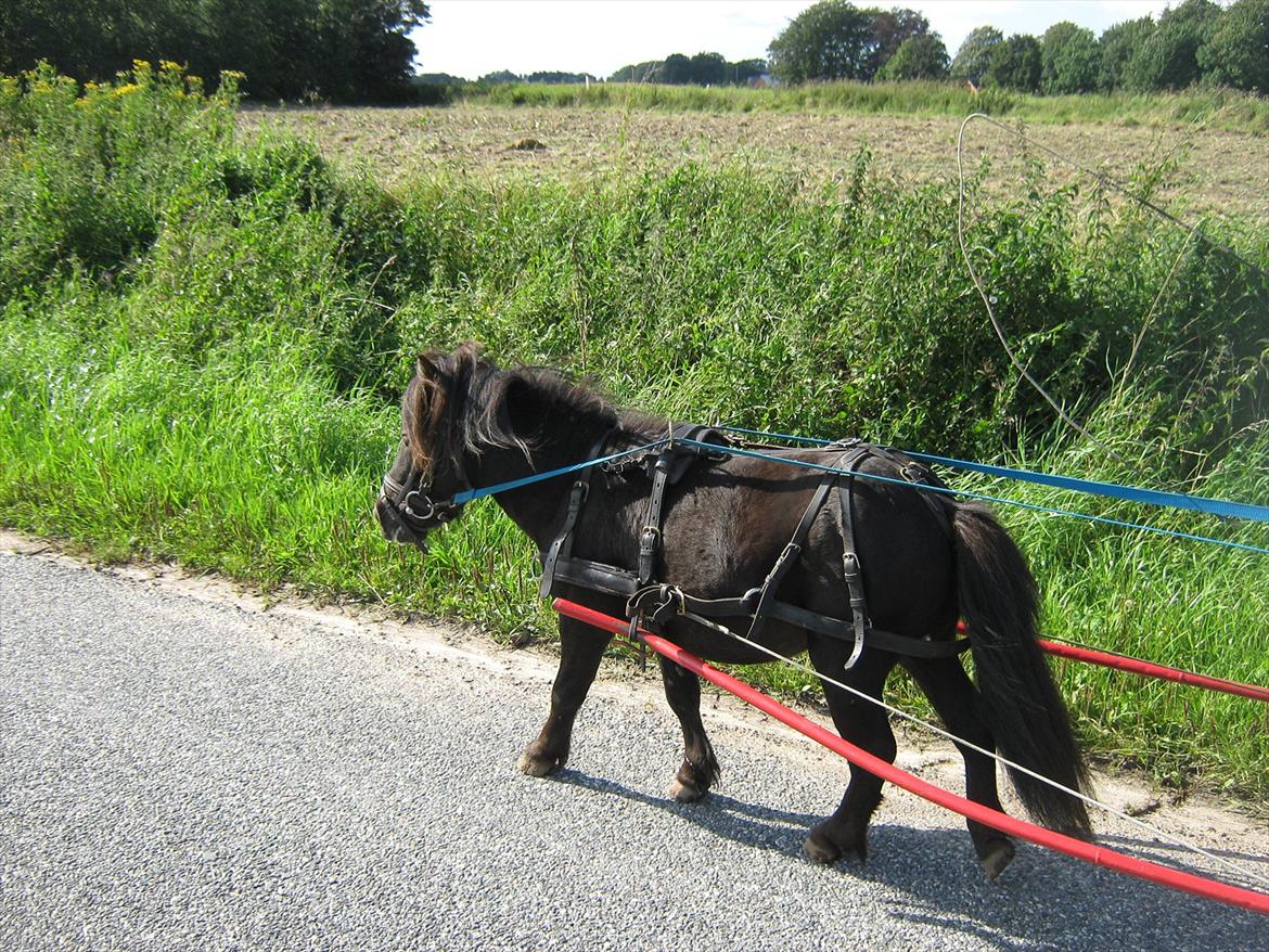 Shetlænder Dolf billede 9