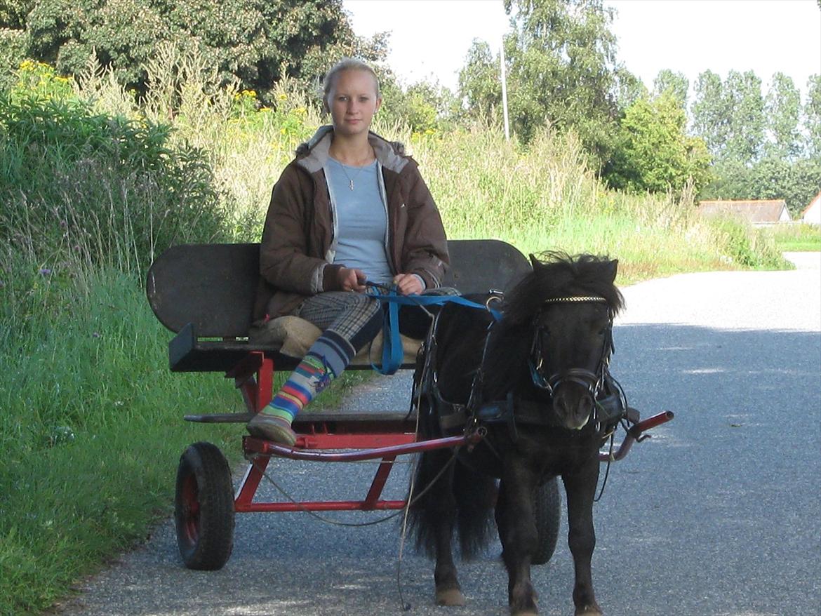 Shetlænder Dolf - første gang vi kørte på vejen ;) billede 10