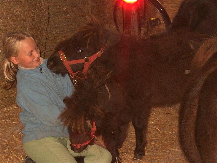 Shetlænder Dolf - dolf prøver at gi mig et stort kys :* billede 8