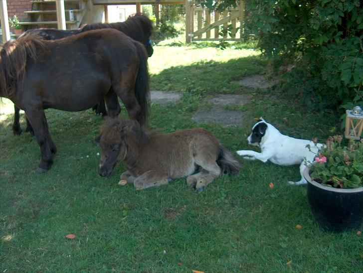Shetlænder Dolf billede 12