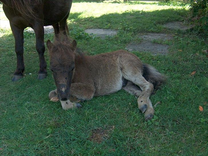 Shetlænder Dolf billede 13
