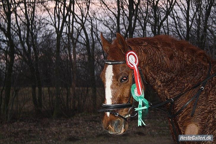 Traver Monty:.... Han hedder rigtig Seep Fella Reg nr.: D - tak for i kiggede forbi:) billede 19