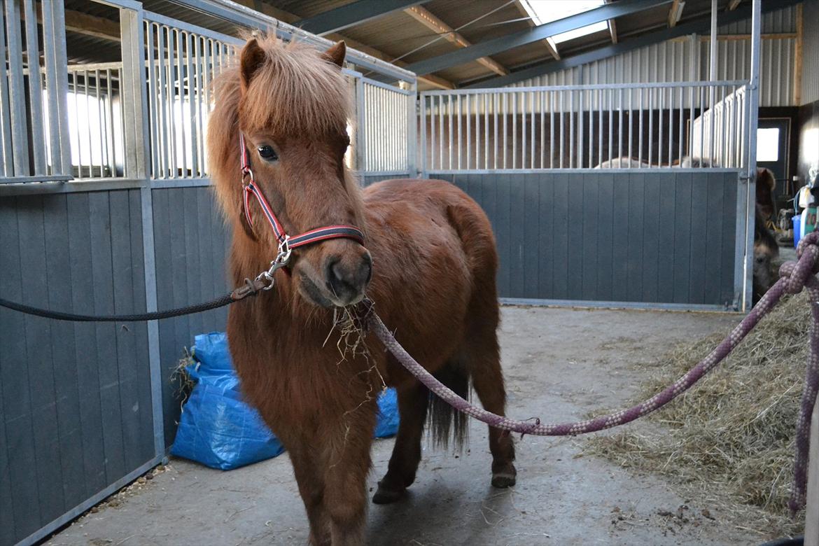 Islænder Sirius Fra Eyrarbakka - Lille sirius en kold vinter eftermiddag.  billede 10