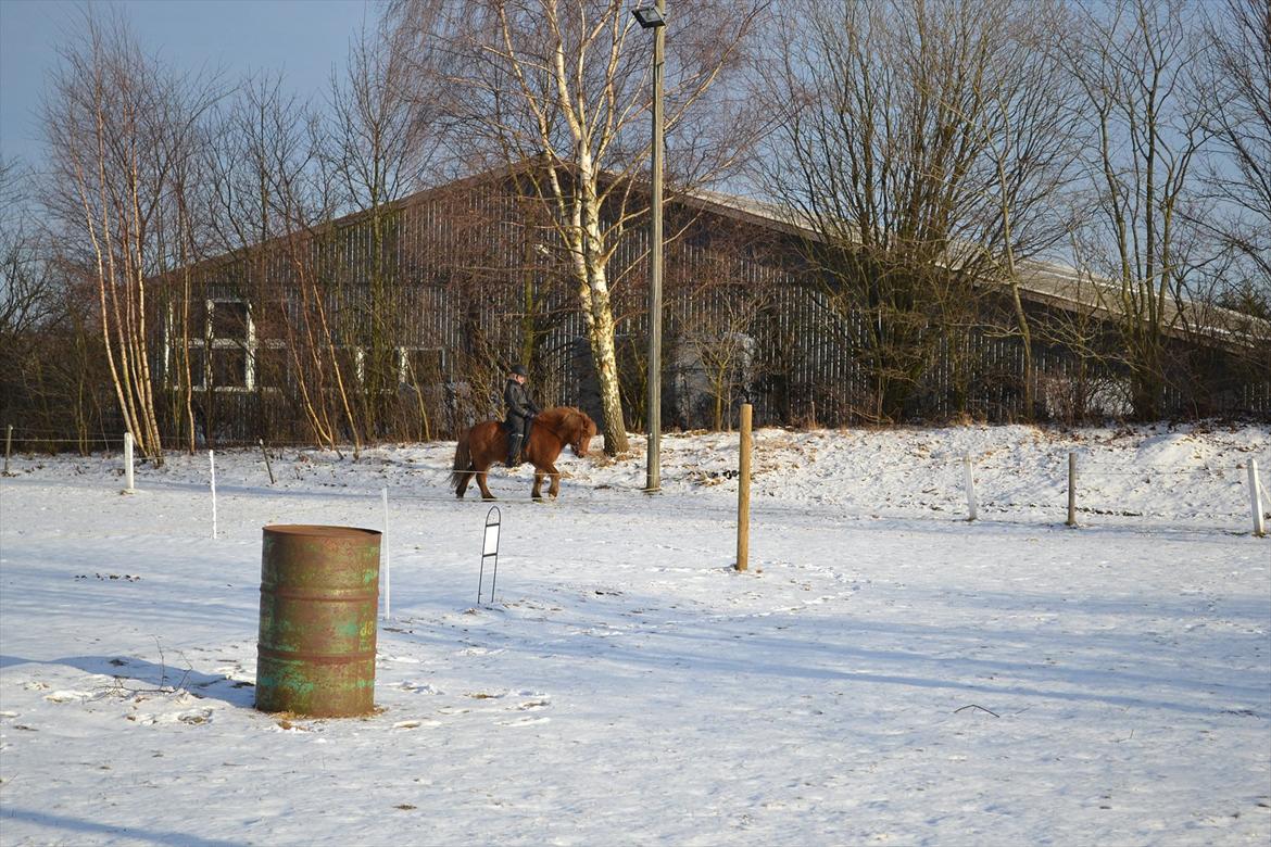 Islænder Sirius Fra Eyrarbakka - Sirius skridt.  billede 11