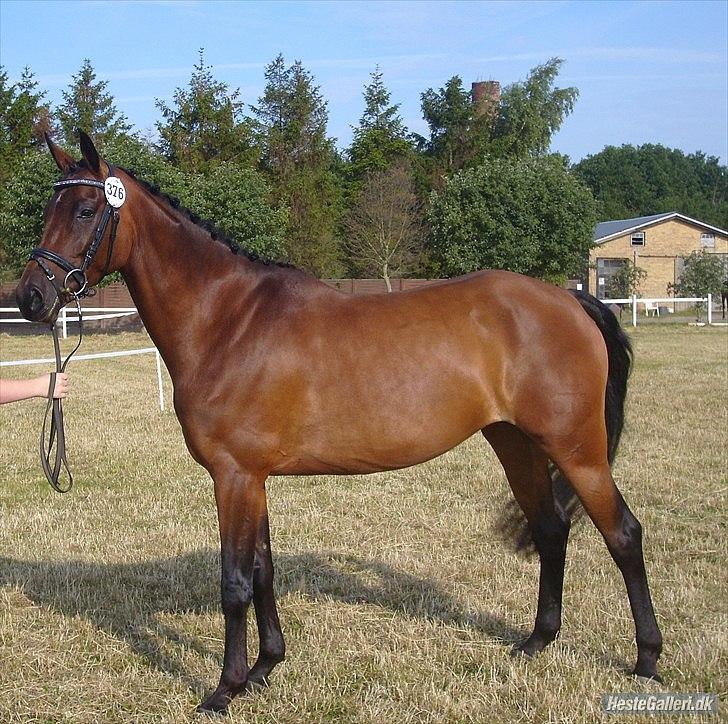 Dansk Varmblod Ellegaards Atea billede 1