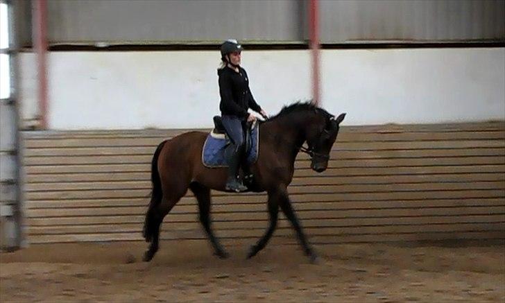 Dansk Varmblod Ellegaards Atea billede 2