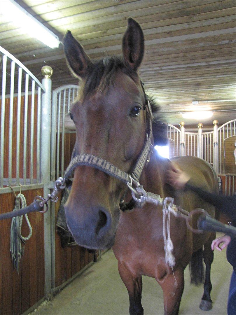 Dansk Varmblod Ellegaards Atea billede 3