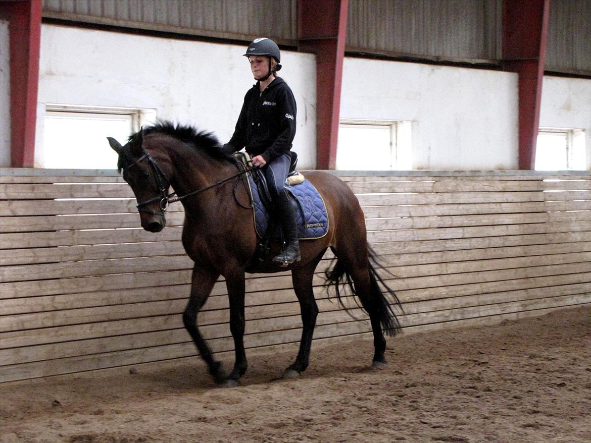 Dansk Varmblod Ellegaards Atea billede 4