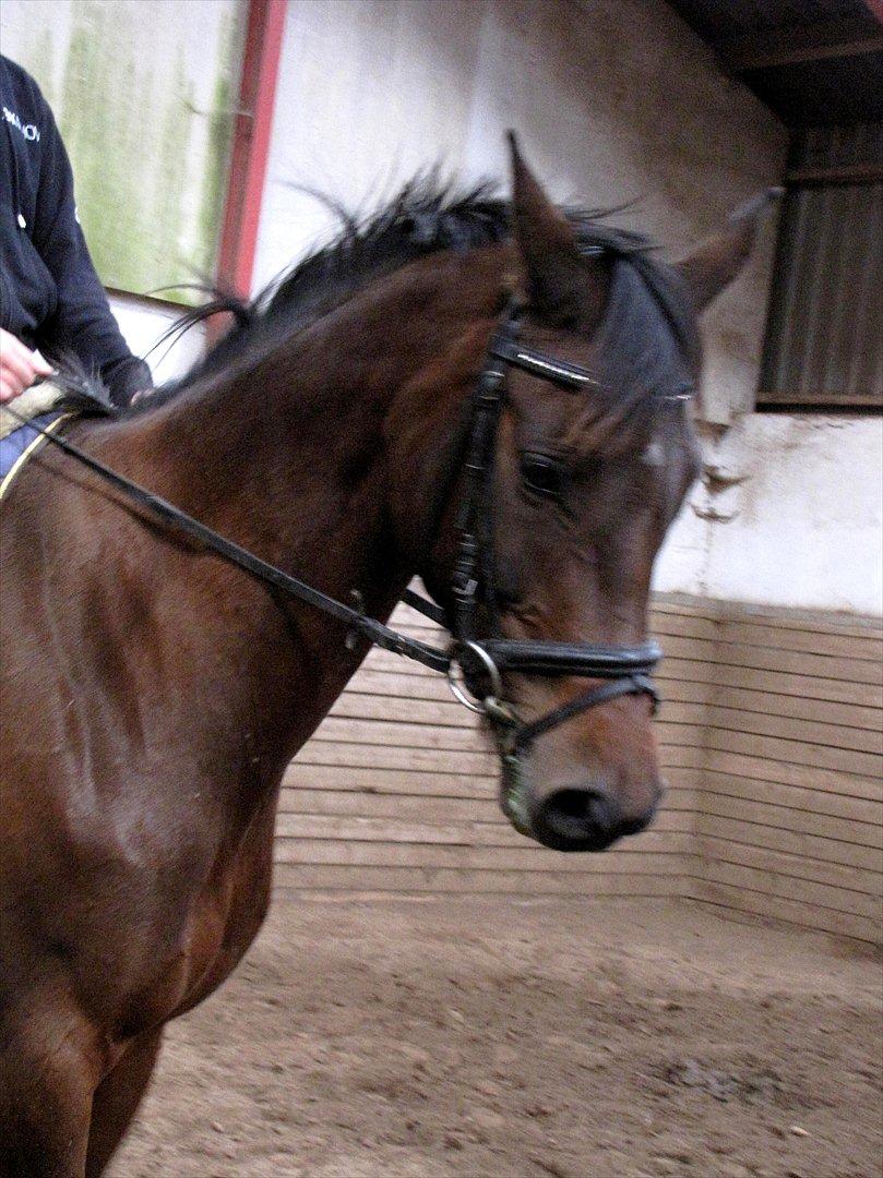 Dansk Varmblod Ellegaards Atea billede 5