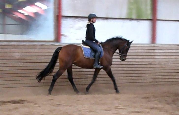 Dansk Varmblod Ellegaards Atea billede 7