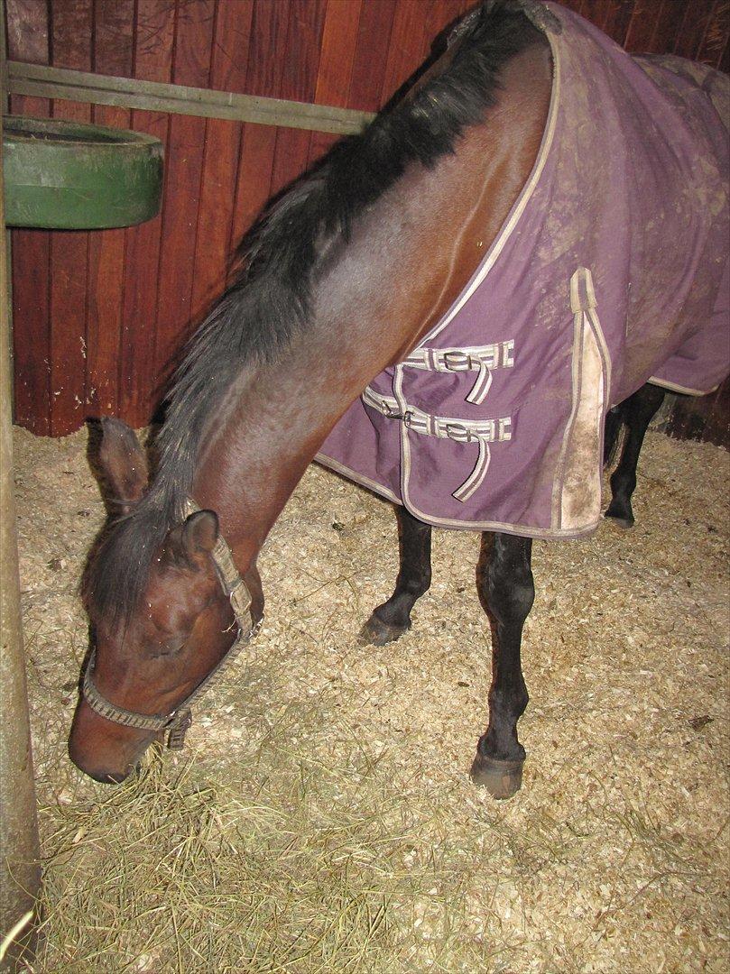 Dansk Varmblod Ellegaards Atea billede 8