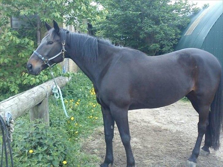 Traver Jet Esteral (Speedy) billede 12