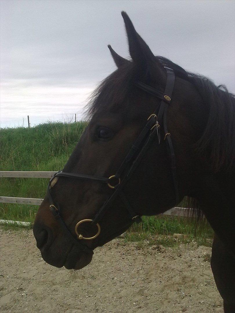 Traver Jet Esteral (Speedy) billede 13