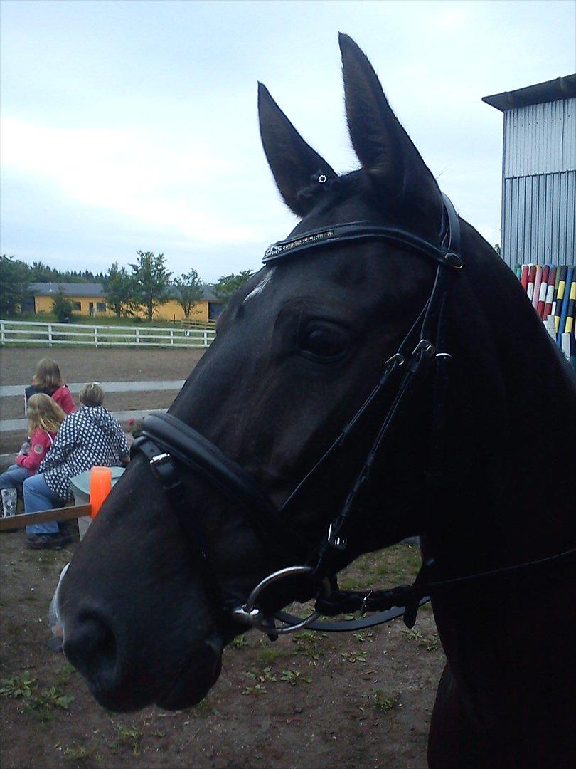 Anden særlig race Leika - Dressur stævne! <'3 billede 15