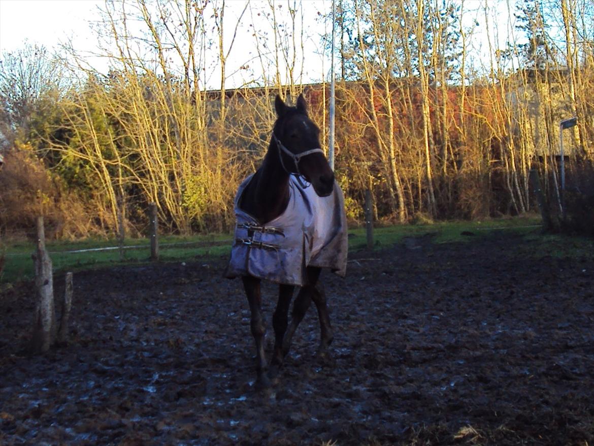 Traver Big But Stupid<3 - I'm a wild horse:P billede 12