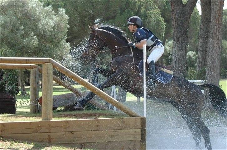 Belgisk varmblod Ulysse billede 2