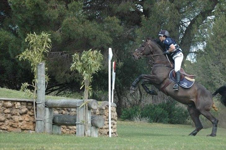 Belgisk varmblod Ulysse billede 16