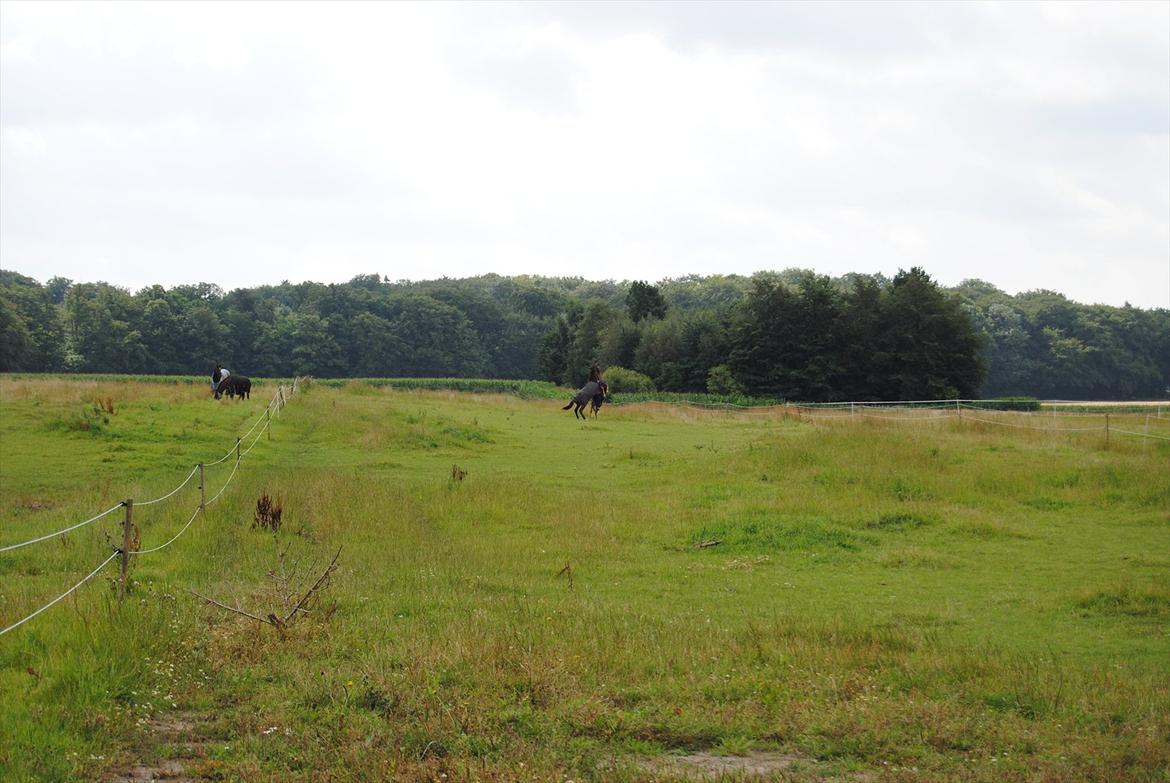 Dansk Varmblod Vorks Royal Treasure billede 7