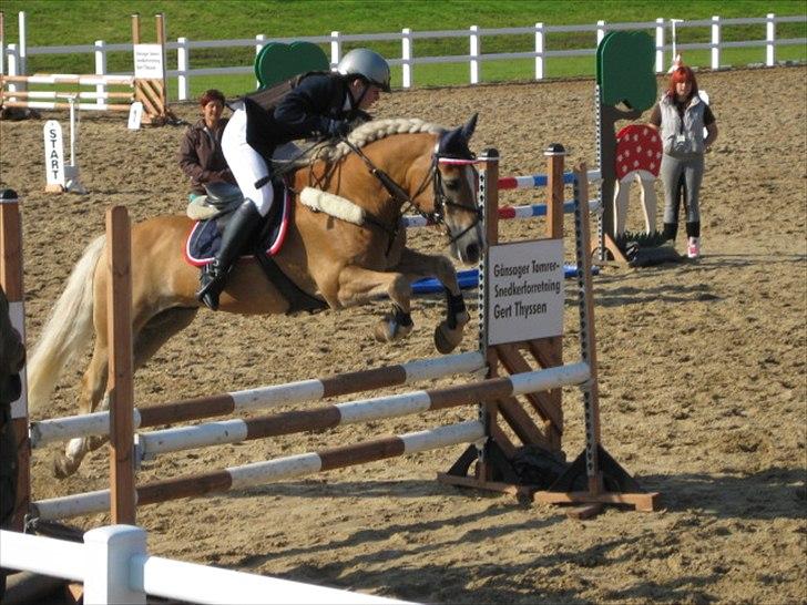 Tyroler Haflinger Story - Haflinger DM 2011 LB billede 6