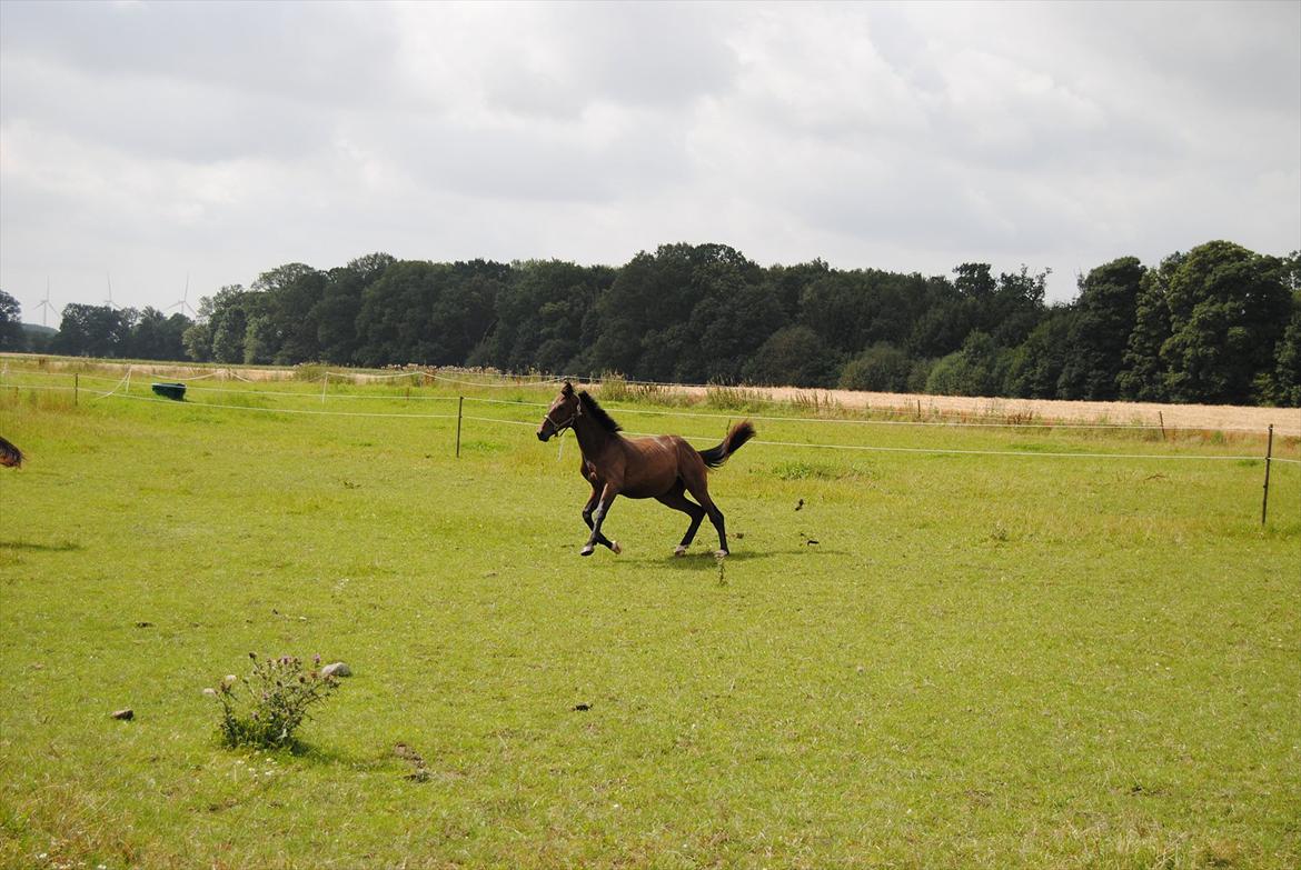 Dansk Varmblod Vorks Royal Treasure billede 8