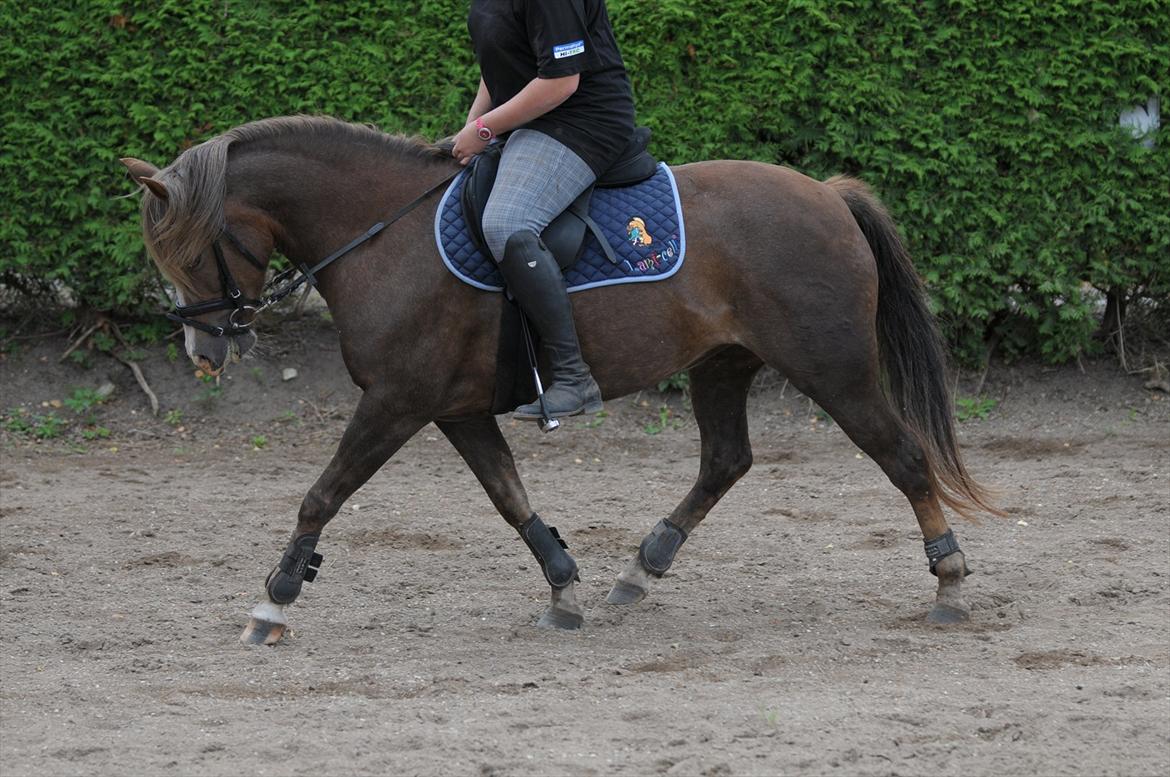 New Forest Viktoria billede 17