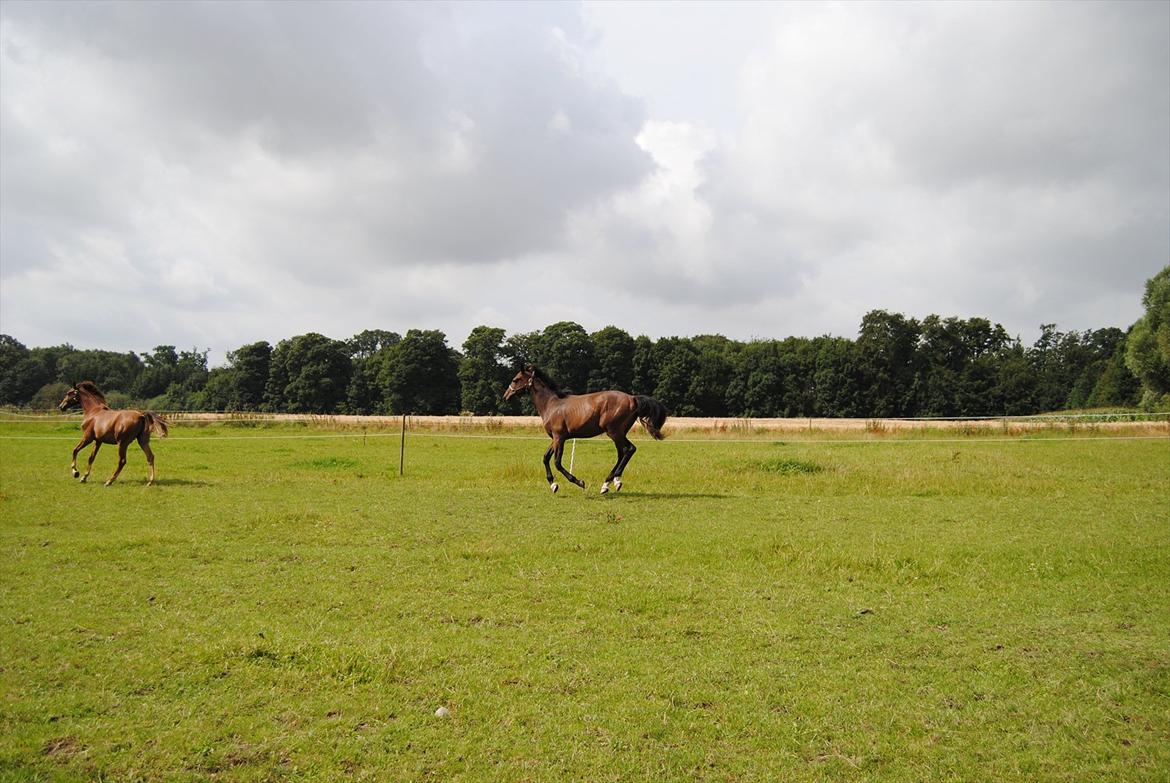 Dansk Varmblod Vorks Royal Treasure billede 9