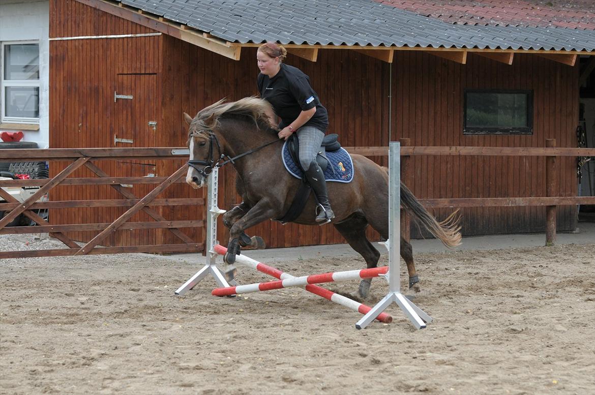 New Forest Viktoria billede 18