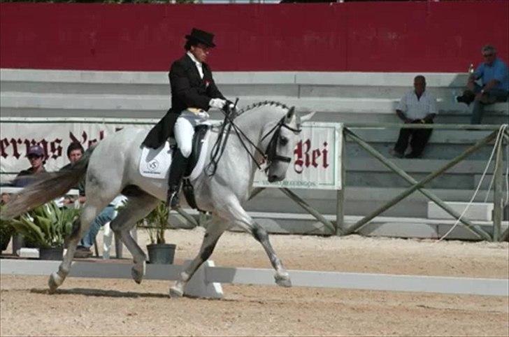 Lusitano Quarteio - AVLSHINGST - Med Frederico billede 10