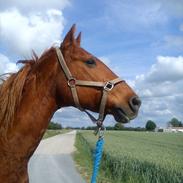 Frederiksborg Argo Toftegaard