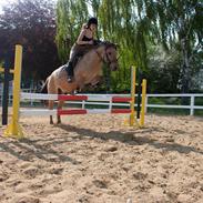 Anden særlig race Buller