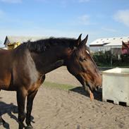 Anden særlig race Caballo