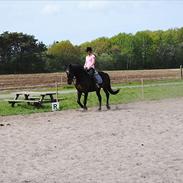 Anden særlig race Caballo